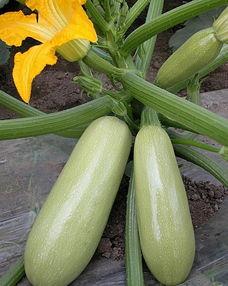 松瓜可以煮着吃吗,煮食新体验